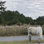 IMG_9780