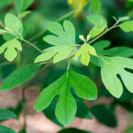 Sassafras_Leaves_June_Nbg_(261691941)