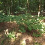Sassafras_albidum_white_sassafras