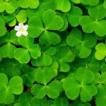 shamrock-plant-t1-min