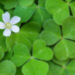 shamrocks-with-flower-shutterstock_432688501