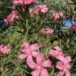 IMG_2533