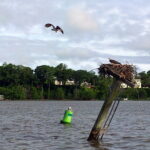 osprey