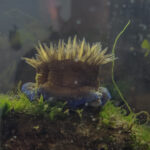 actinia in tank 1 – photo by Diederik Boonman