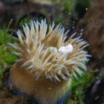 actinia in tank 2 – photo by Diederik Boonman