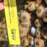 actinia measured on jetty – photo by Diederik Boonman