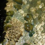 actinia on jetty – photo by Diederik Boonman