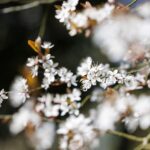 flowers-7899643_640