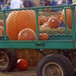 pumpkin-487981_640