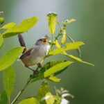 blendertimer-marsh-wren-10174550_640