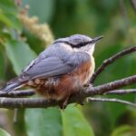 christian_crowd-nuthatch-8004440_640