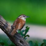 georgeb2-carolina-wren-6346754_1280
