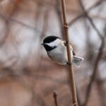 markapgar-bird-6938540_640