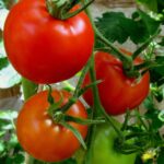 papaya45-tomatoes-1613881